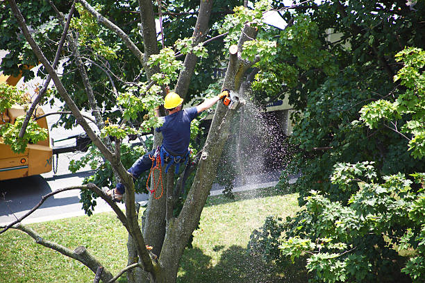 Tree and Shrub Care in New London, MN